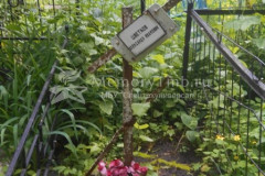 Цветков Александр Иванович