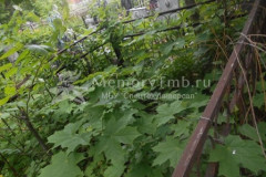 Безымянная