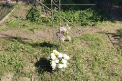 (235) Ряшенцева Евдокия Михайловна