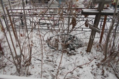 Безымянное