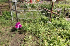 (2755) Бирюкова Клавдия Александровна