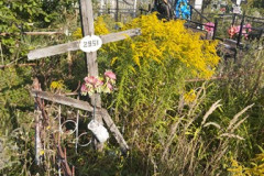(2951) Кириллова Анастасия Андреевна