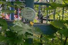 Селезнев Василий Михайлович