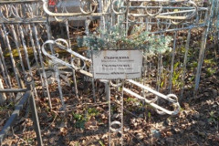 Селиванова Пелагея Ивановна