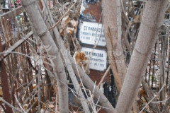 Селиванова Елизавета Александровна
