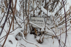 Хроменкова Елизавета Семёновна