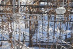 Татаринцева Евдокия Васильевна