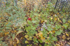 Безымянное