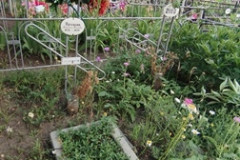 (2169) Илюшина Анна Михайловна