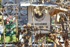 Недосекина
