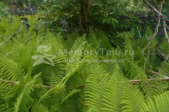 Безымянная