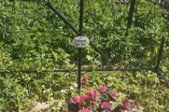 Блохина Елизавета Васильевна